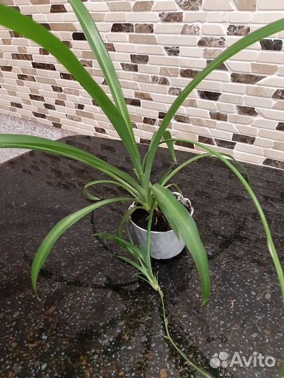 Диффенбахия, хлорофитум