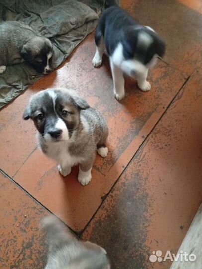 Продам щенков сао.д.р 24.01.2025