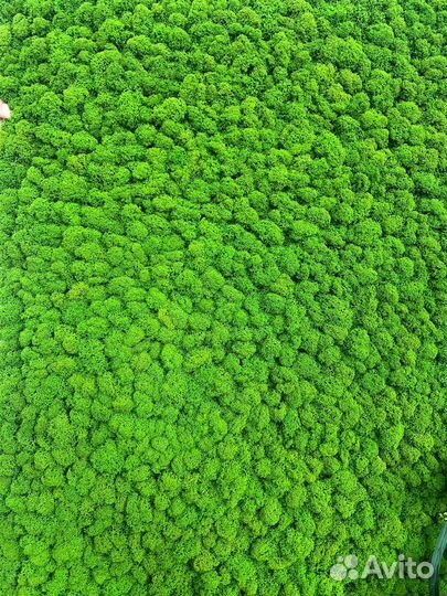 Панели из стабилизированного мха и растений