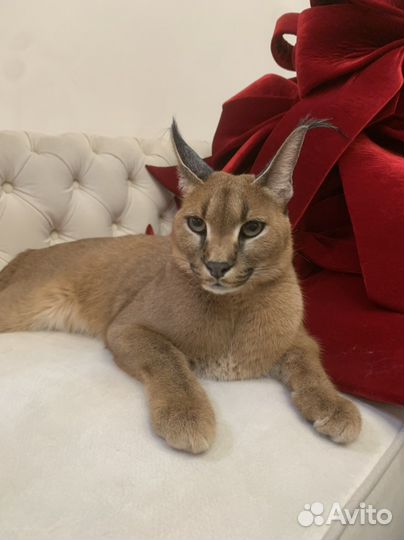 Бант на выписку