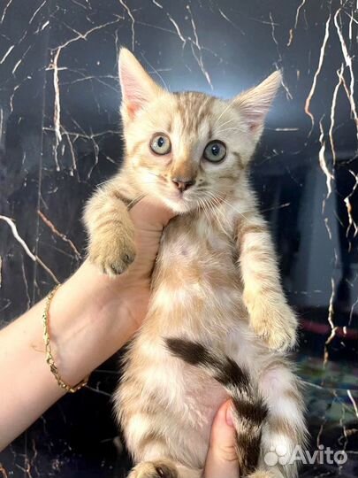 Снежные бенгальские красотки wcf