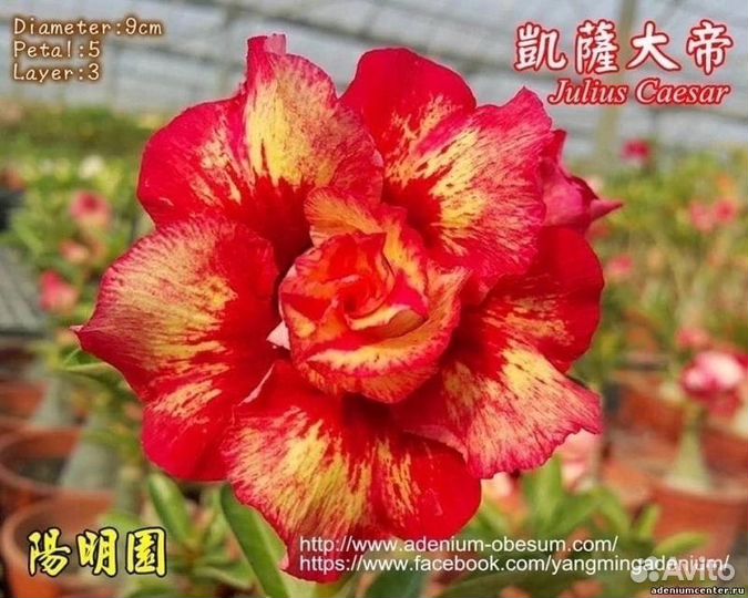 Адениум 