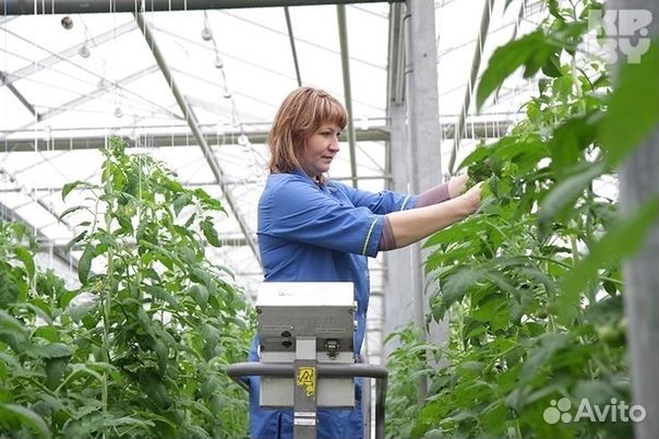 Сотрудники в агрокомплекс. Вaxтa