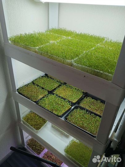 Микрозелень