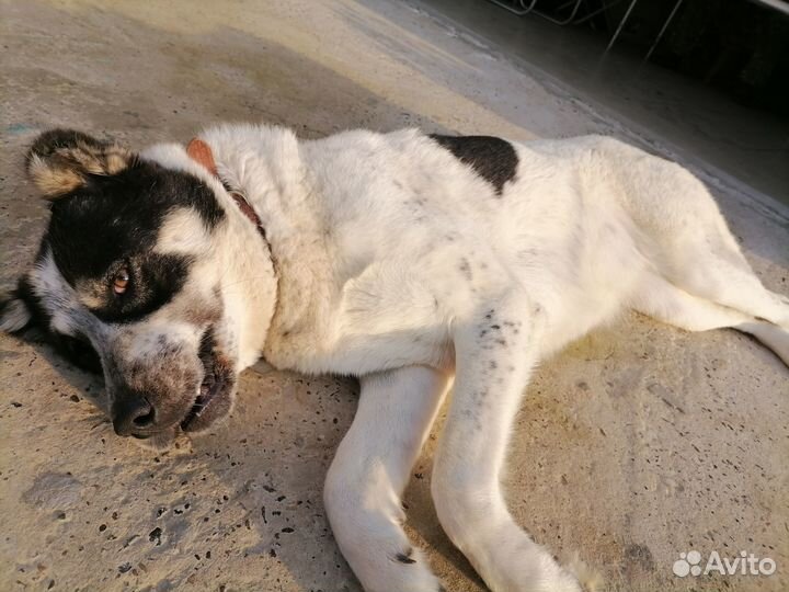 Собаки бесплатно в добрые руки