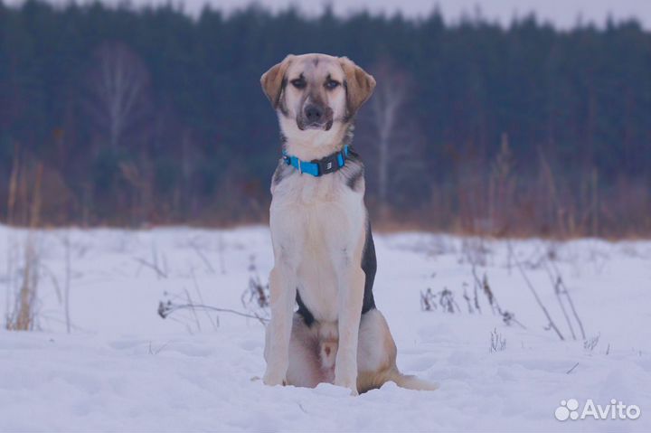 В добрые руки