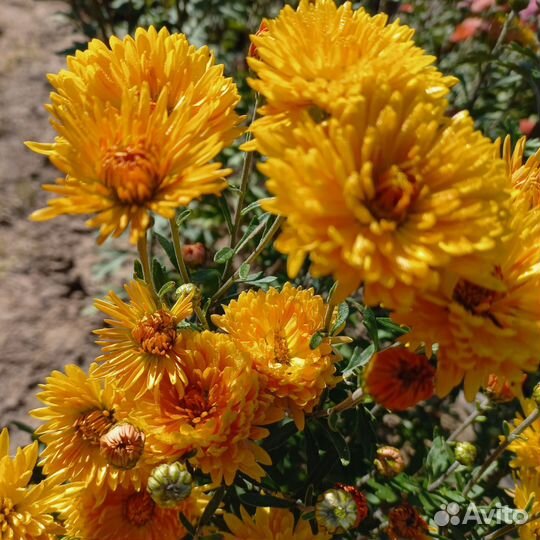 Хризантема