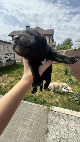 Щенки мамы Лабрадора