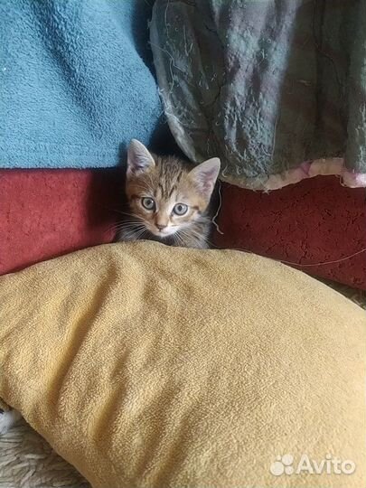 Котята, мышеловы