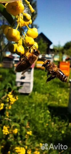 Продам мед оптом