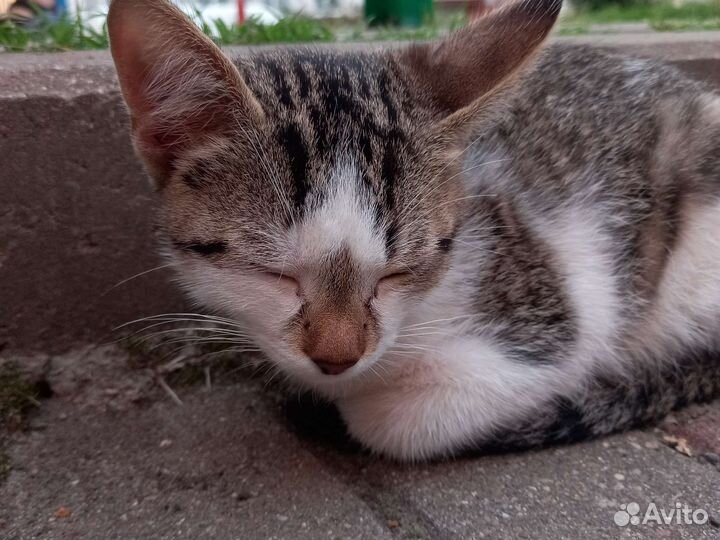 Кошка найдена на улице