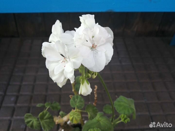 Герань пеларгония