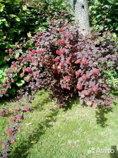 Питомник С, реализует декоративные растения