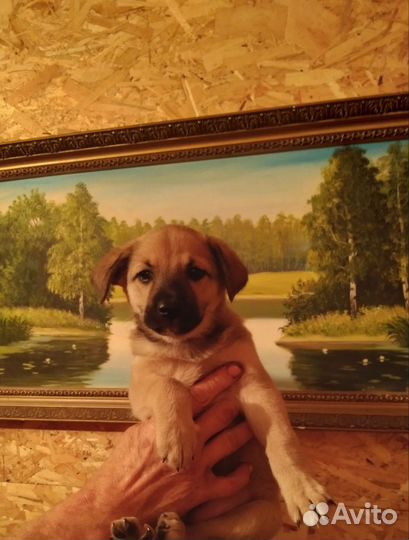 Щенки бесплатно отдам в добрые руки