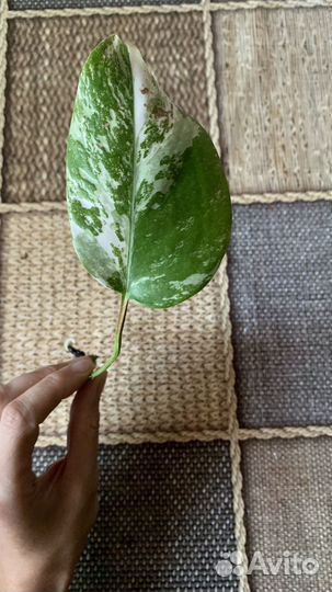 Монстера Альба