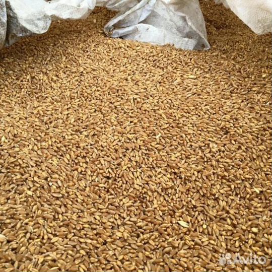 Зерно пшеница ячмень