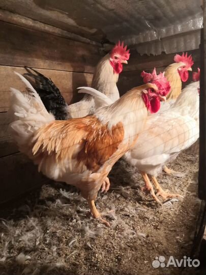 Продам петушков