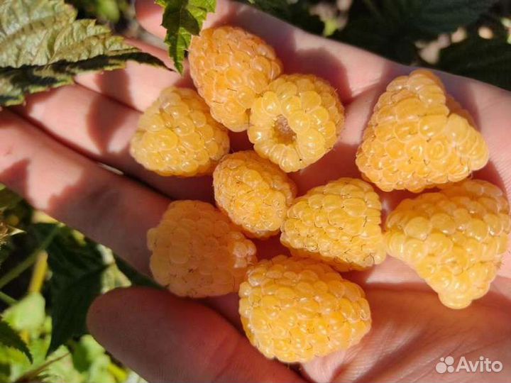 Ремонтантная малина желтая саженцы