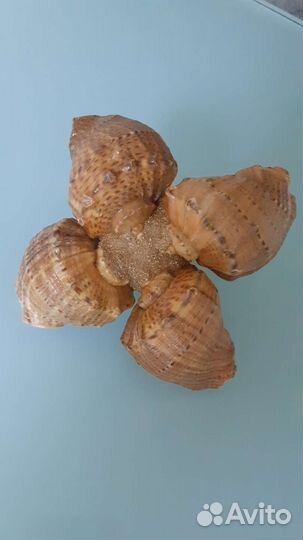 Морские раковины