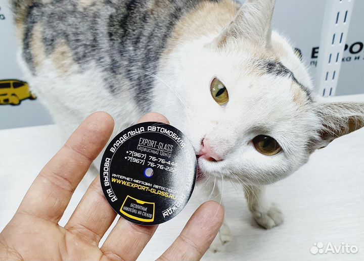 Наклейки под сигнализацию на лобовое стекло Самара