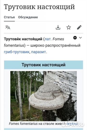 Трутовик для поделок