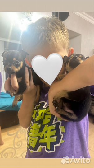 Той-терьер щенки