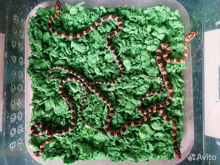 Змея маисовый полоз