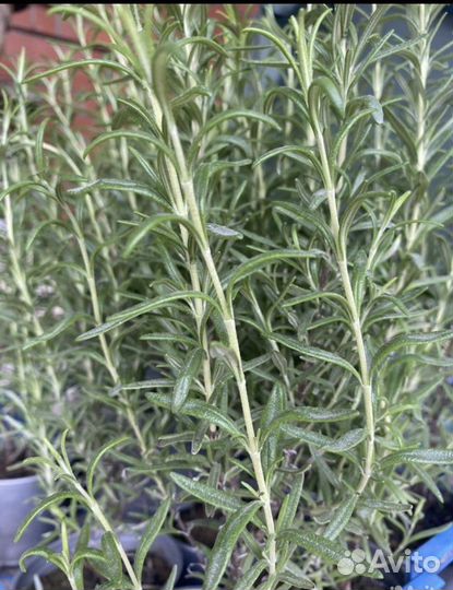 Розмарин,тимьян,шалфей