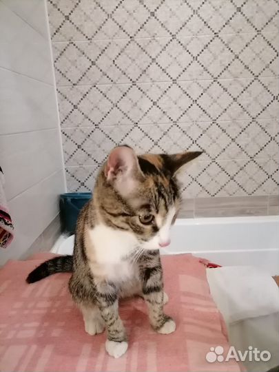 Кошка