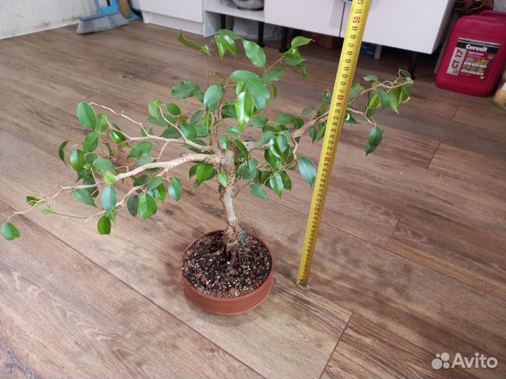 Бонсай Фикус Бенджамина