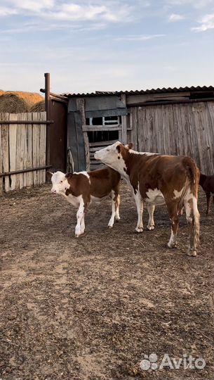 Коровы герефорд