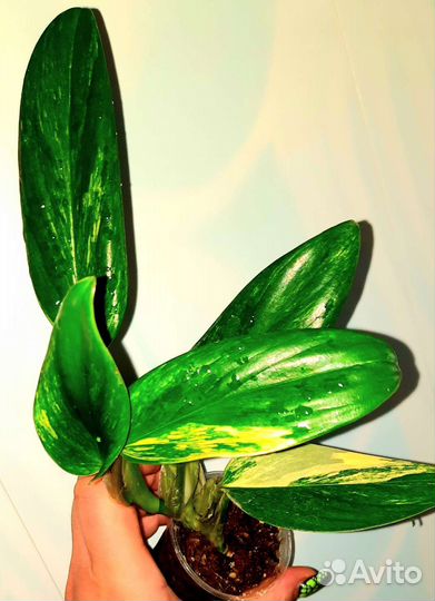 Филодендрон Кобра желтая,Карамель марбл,Сплендид