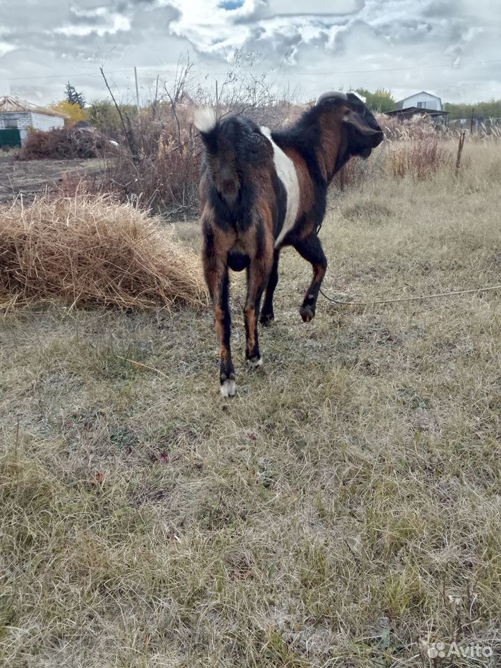 Нубийский козел