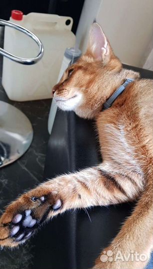 Чаузи. Котята