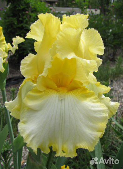 Ирисы гибридные коллекционные
