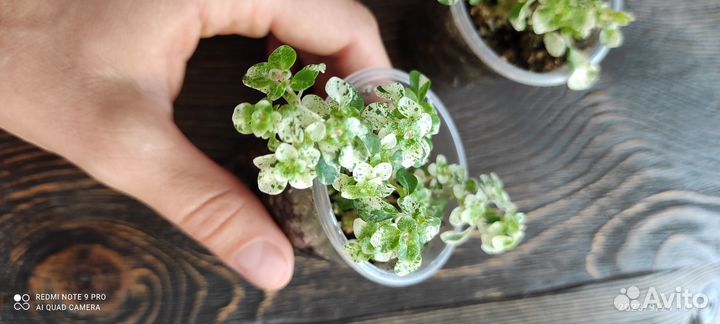 Крассула плауновидная, пилея, сциндапсус