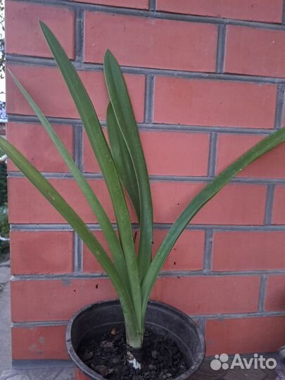 Гиппеаструм