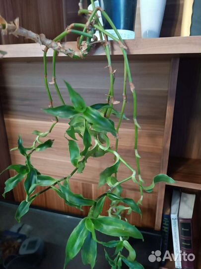 Золотой ус - лекарственное растение