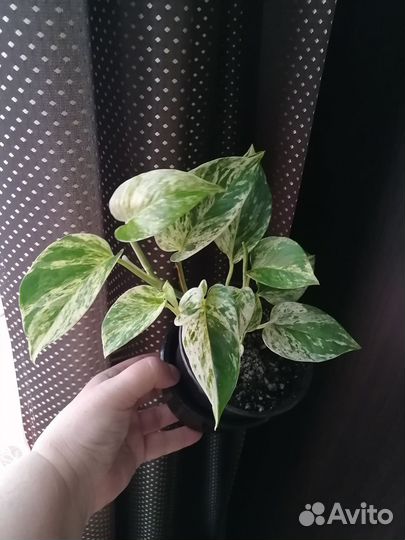 Сциндапсус Marble Queen