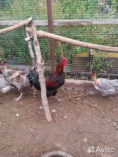 Куры,молодки,петухи