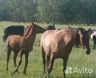 Кобылы с жеребенком