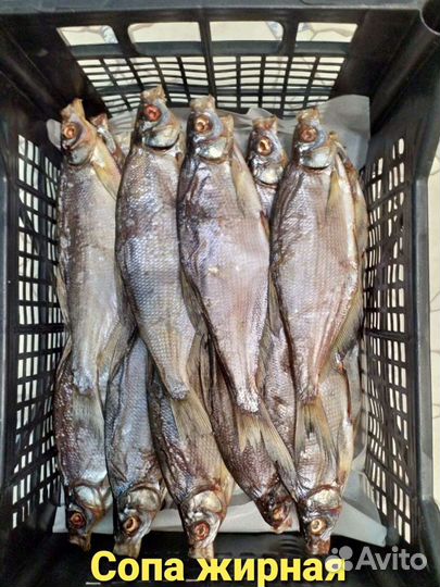 Вяленая рыба судак