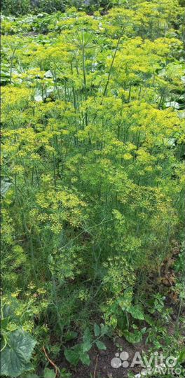 Корень хрена