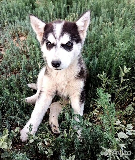 Хаски щенок бесплатно