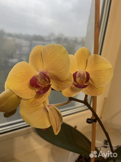 Орхидея фаленопсис