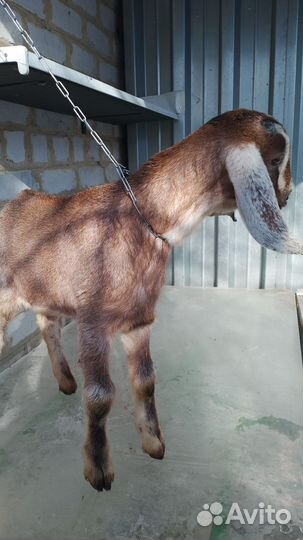 Англо нубийские козлята