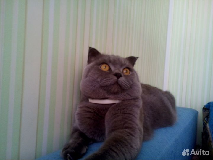 Вязка с британцем