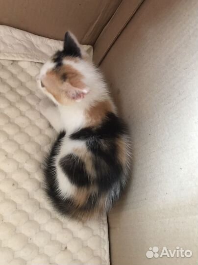 Котята в добрые руки даром