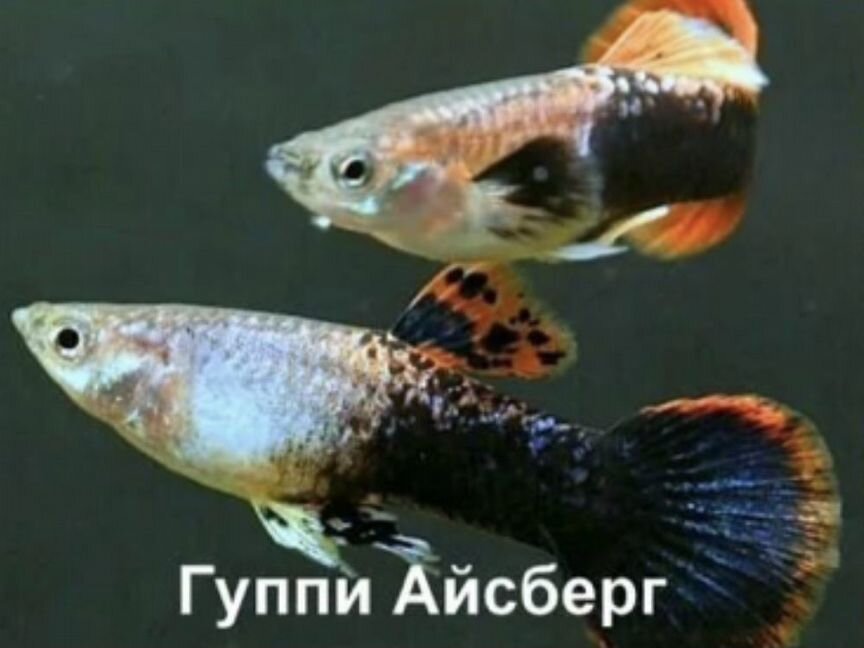 Рыбки гуппи