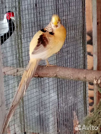 Инкубационное яйцо фазана